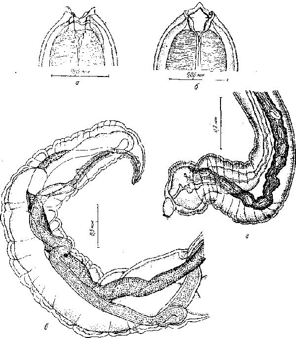  Geopetitia sp. Schumilo et Borgarenko, 1962 от зеленой щурки (по Шумило и Боргаренко, 1962)
