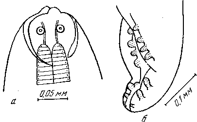 Cheilonematodum halcyonis Johnston et Mawson, 1941 (по Джонстону и Маусон, 1941)