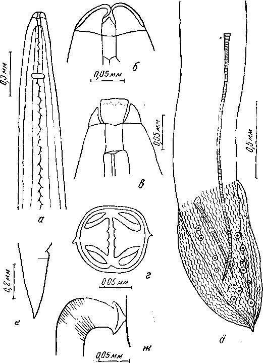 Chenospirura asturi Suj Guj-Nan, 1957 (по Сюй-Гуй-нань, 1957)