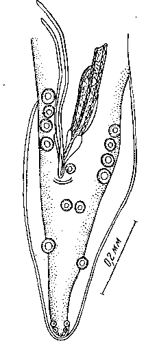 Spirura talpae (Gmelin, 1790) Blanchard, 1849