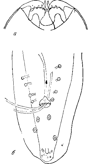 Mastophorus muris muris (Gmelin, 1790)