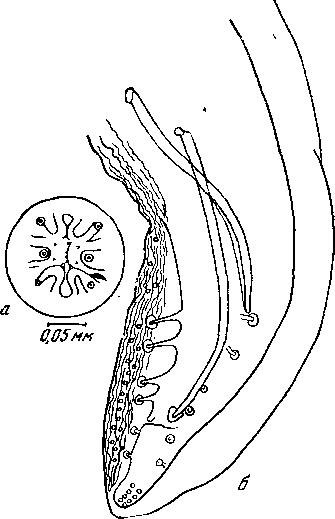 Mastophorus muris muris (Gmelin, 1790)