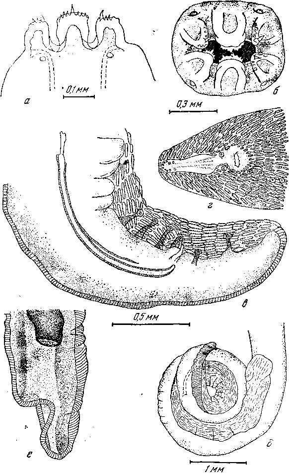 Mastophorus muris muris (Gmelin, 1790)