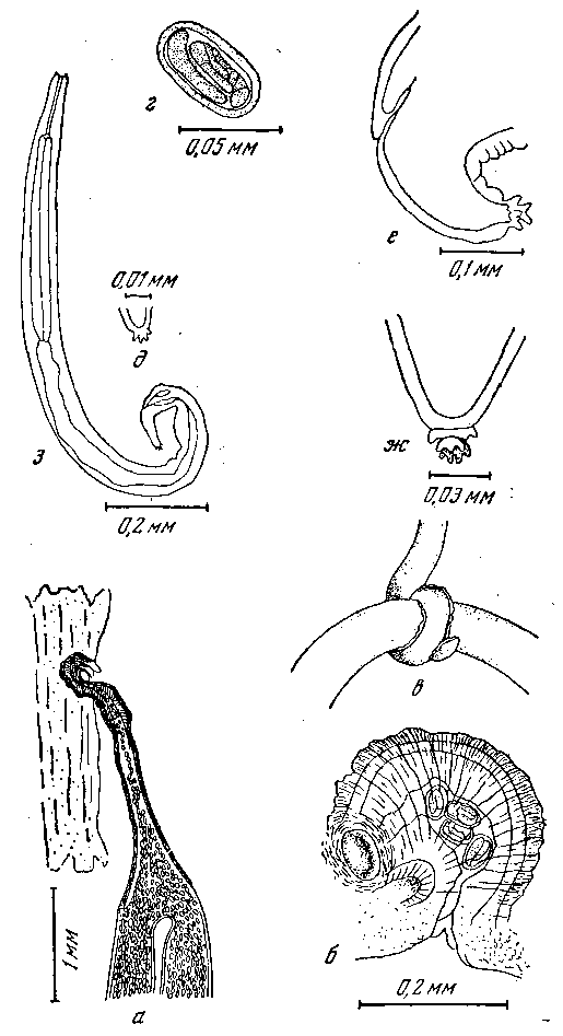 Mastophorus muris muris (Gmelin, 1790)
