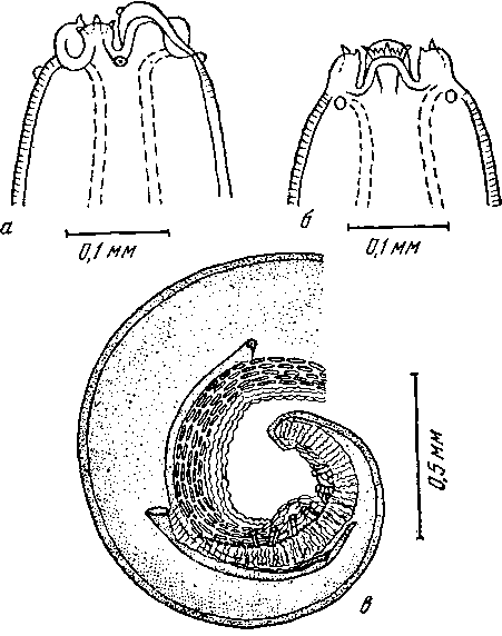 Mastophorus muris muris (Gmelin, 1790)