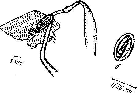 Mastophorus muris ascaroidea Hall, 1916 (по Холлу, 1916)