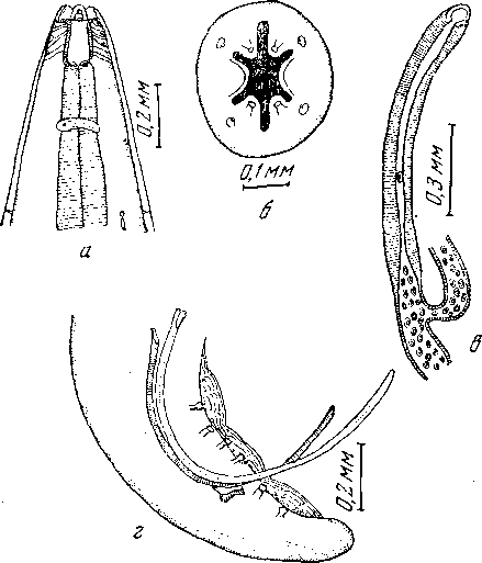 Mastophorus magnus Khera, 1954