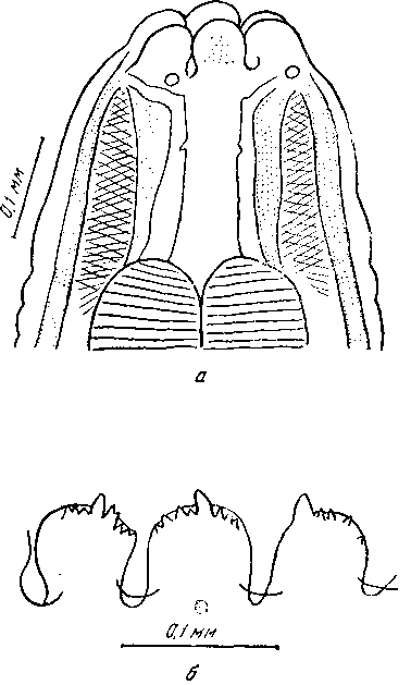 Mastophorus marsupialis (Baylis, 1927) (по Бэйлису, 1927)