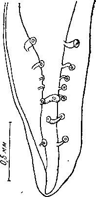Mastophorus marsupialis (Baylis, 1927)