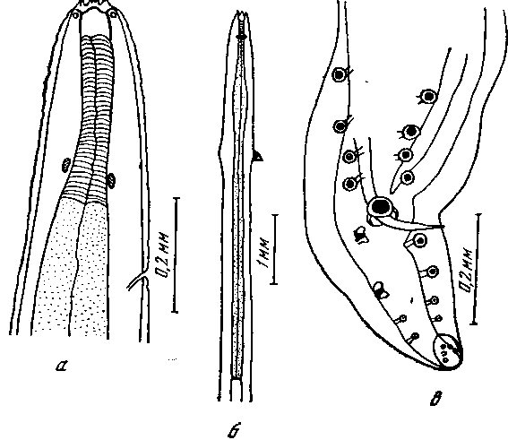 Spirura guianensis (Ortlepp, 1924) (по Ортлеппу)