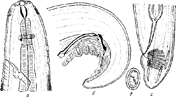 Protospirura anopla Kreis, 1938 (по Крейсу, 1938)