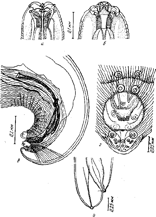 Protospirura armeniana Alojan, 1951 (по Алоян, 1951)