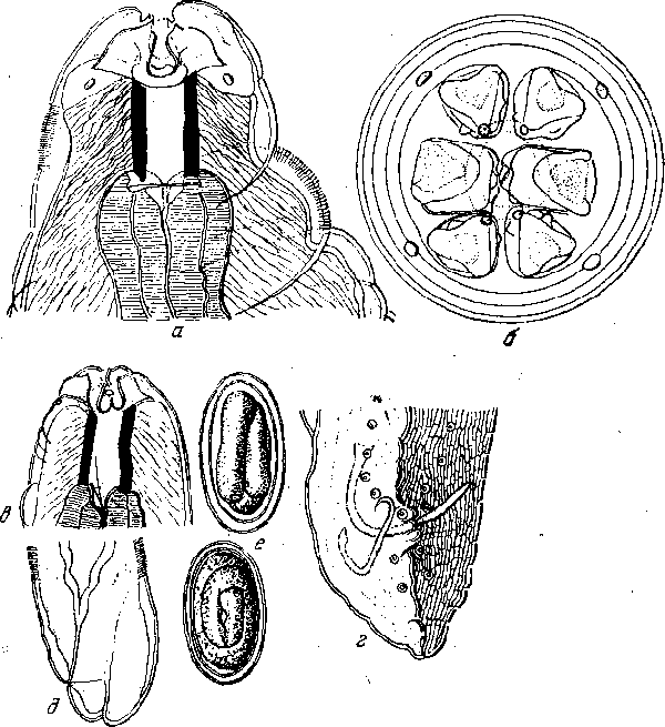 Protospirura bestiarum Kreis, 1953 (по Крейсу, 1953)