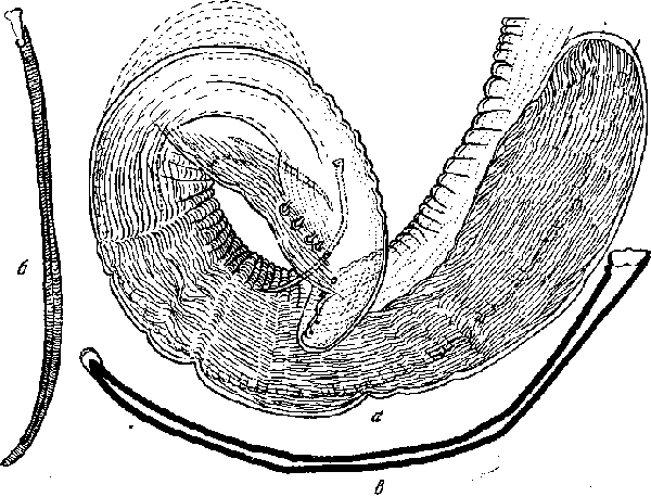 Protospirura bestiarum Kreis, 1953 (по Крейсу, 1953)