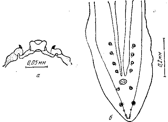Protospirura bonnei Ortlepp, 1924 (по Ортлеппу, 1924)