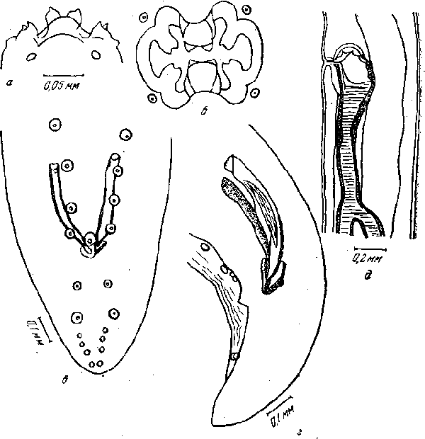 Protospirura bonnei Ortlepp, 1924 (по Брумпту, 1931)