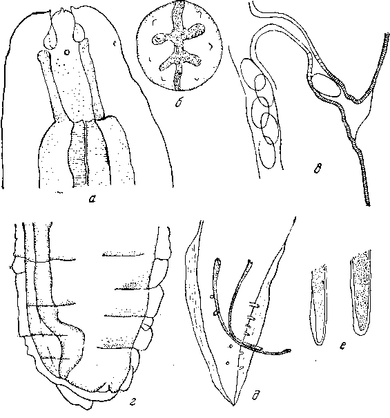 Protospirura glareoli Soltys, 1949 (по Солтису, 1949)