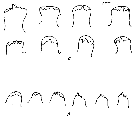 Protospirura glareoli Soltys, 1949 (по Солтису, 1949)