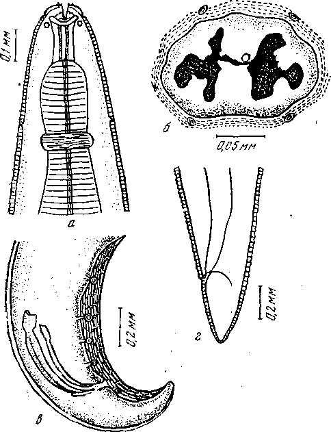 Protospirura muricola Gedoelst, 1916 (по Тубангуи, 1931)