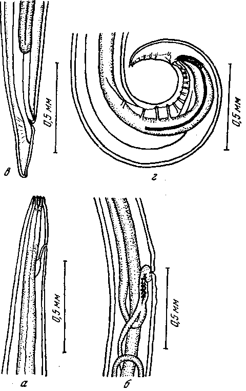  Spirura infundibuliformis McLeod, 1933
