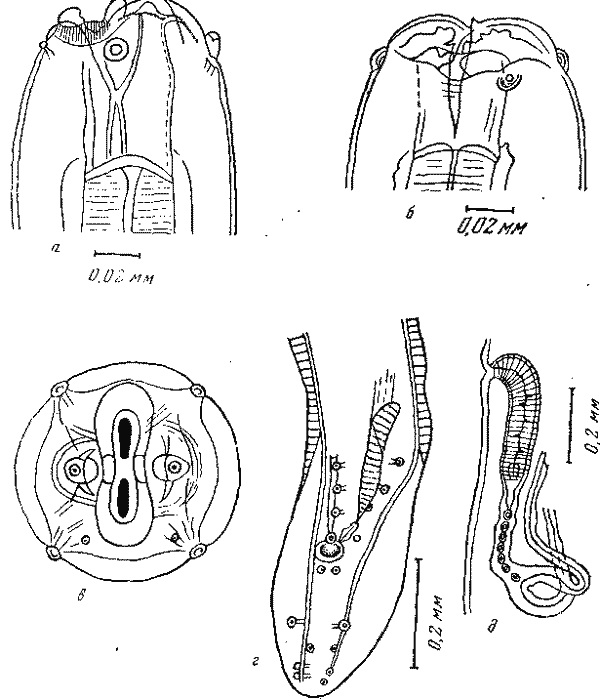 Paraspirura mabuyae Sandground, 1936