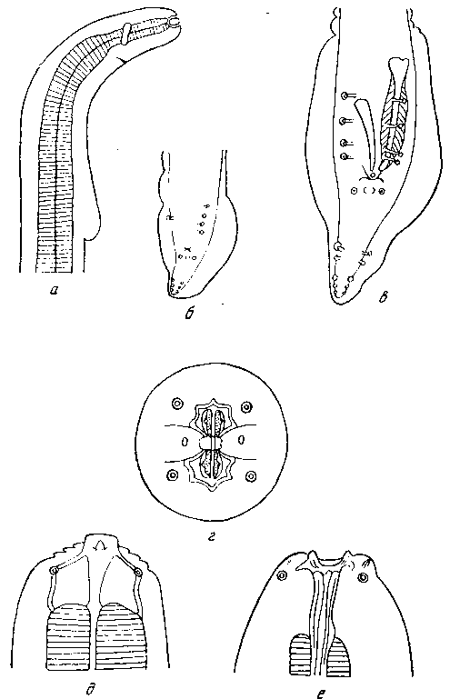 Travassopirura dentata Monnig, 1938 (по Меннигу, 1938)