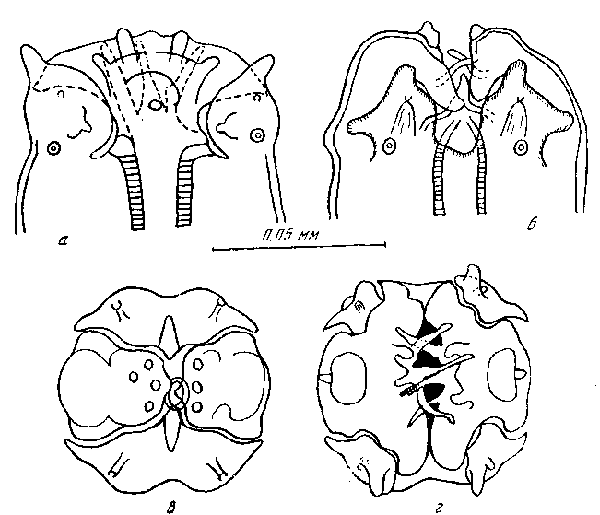 Cyrnea (Cyrnea) eurycerca Seurat, 1914