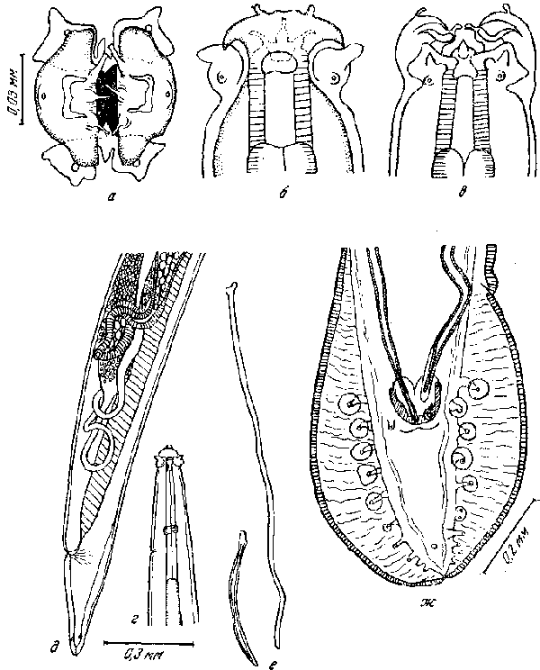 Cyrnea (Cyrnea) antennifera Chabaud et Rousselot, 1957 (по Шабо и Русело, 1957)