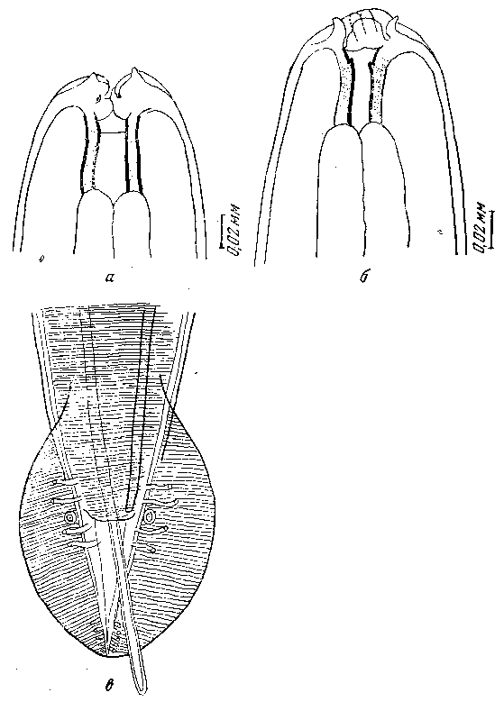 Cyrnea (Cyrnea) bulbosa (Linstow, 1906)