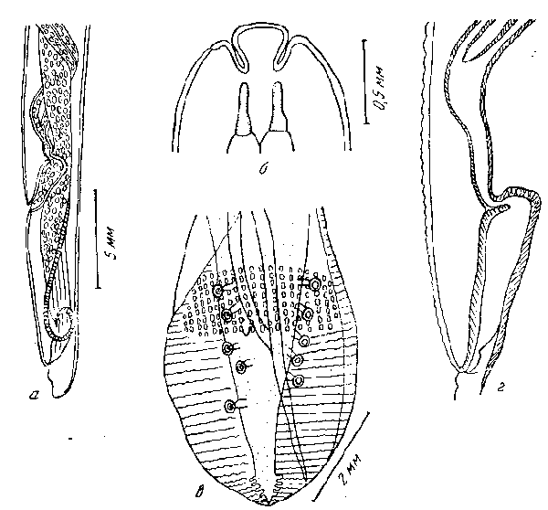 Cyrnea (Cyrnea) bulbosa (Linstow, 1906)