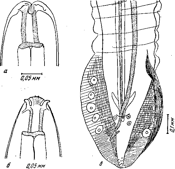 Cyrnea (Cyrnea) casuarii (Maplestone, 1932) Chabaud, 1958