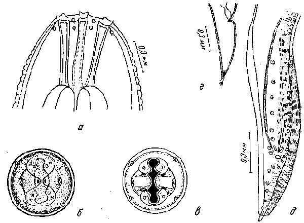 Spirura michiganerisis Sandground, 1935 (по Сэндграунду, 1935)
