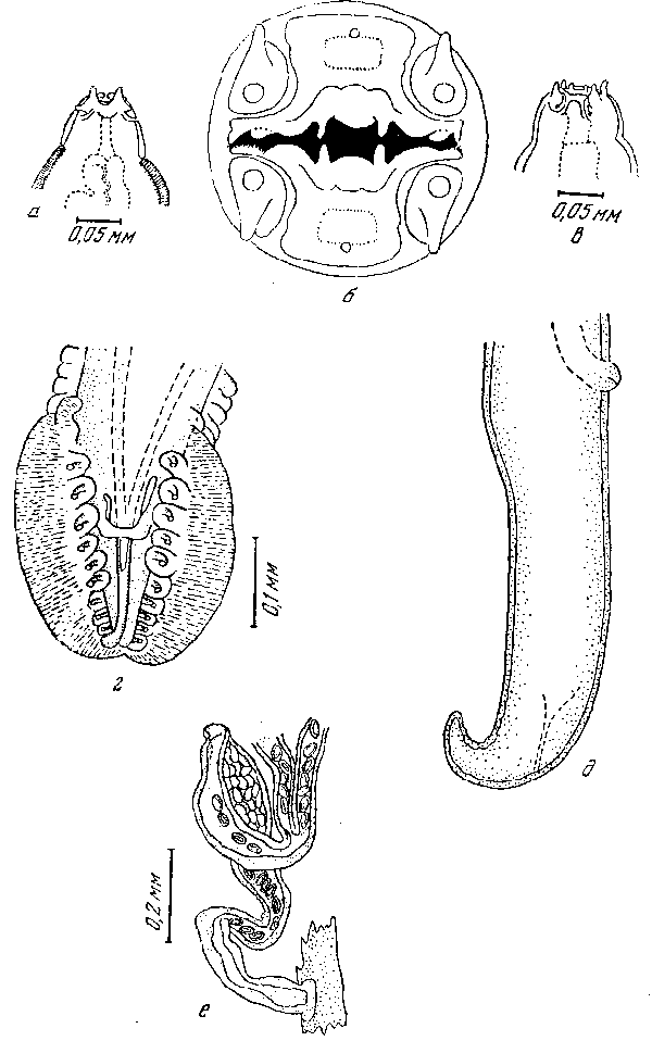 Cyrnea (Cyrnea) colini Cram, 1927 (по Крэм, 1927)