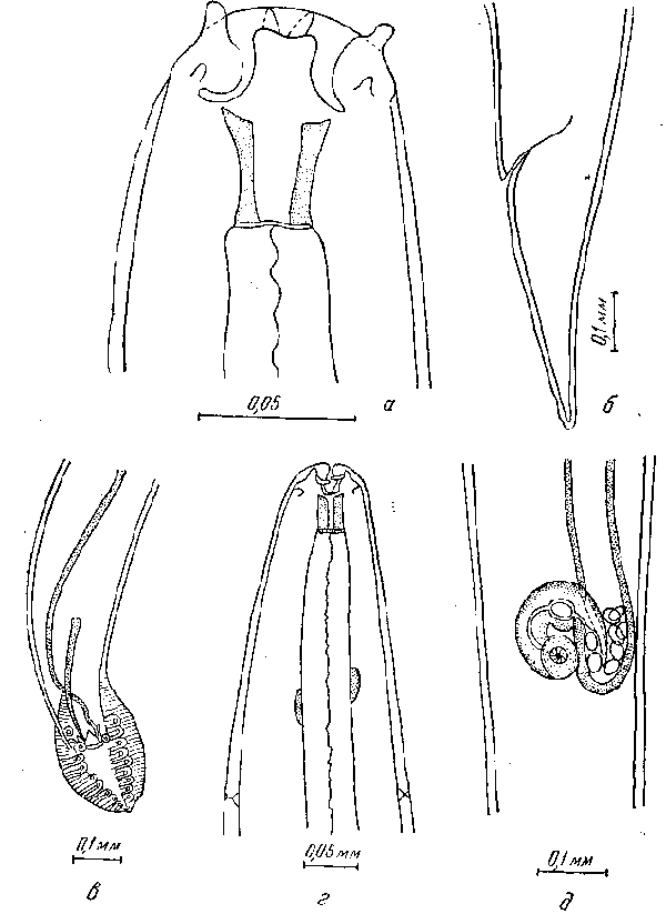 Cyrnea (Cyrnea) diesingi (Maplestone, 1932) Chabaud, 1958 (по Мэплстону, 1932)