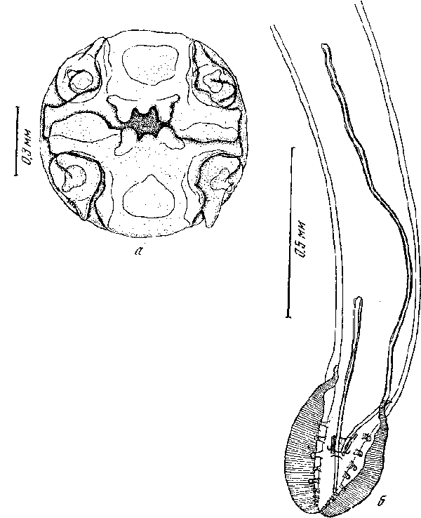 Cyrnea (Cyrnea) graphophasiani Yamaguti, 1935 (по Ямагути, 1935)