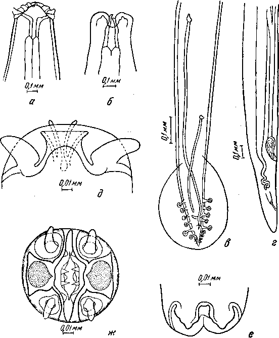 Cyrnea (Cyrnea) indicum (Maplestone, 1930) Chabaud, 1958 (по Мэплстону, 1929 и 1930)