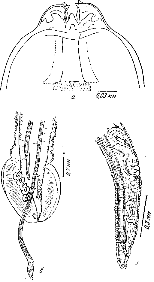 Cyrnea {Cyrnea) lyruri Fedjushin, 1946 (по Федюшину, 1946)