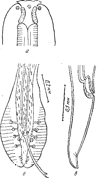 Cyrnea (Cyrnea) numidae (Ortlepp, 1938) Chabaud, 1958