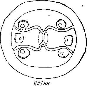 Cyrnea (Cyrnea) numidae (Ortlepp, 1938) Chabaud, 1958; (по Кампана и Шабо, 1950)