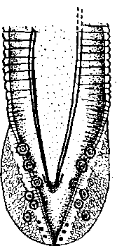 Cyrnea (Cyrnea) piayae Sandground, 1929 (по Сэндграунду, 1929)
