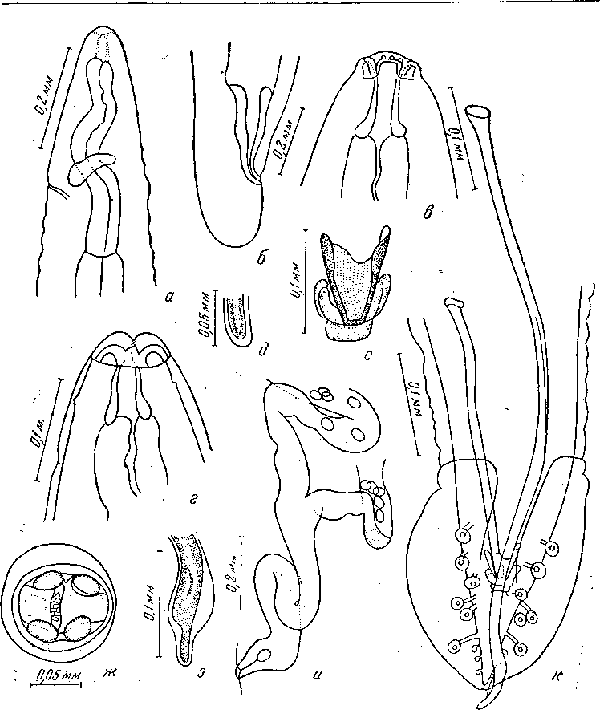 Cyrnea (Cyrnea) semilunaris (Molin, 1860)