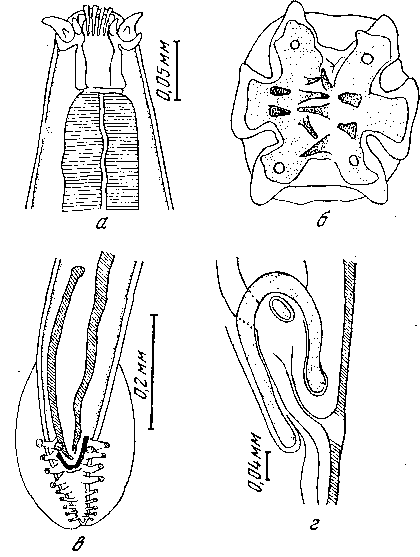 Cyrnea (Cyrnea) thapari (Sanwal, 1951) (по Сэнвелу, 1951)