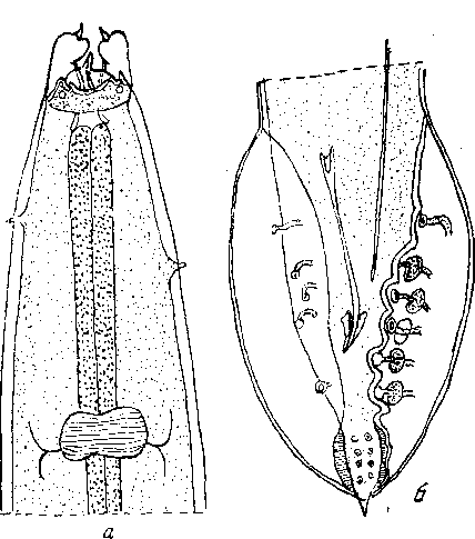 Cyrnea (Procyrnea) leptoptera (Rudolphi, 1819) Chabaud, 1958 (по Сера, 1914)