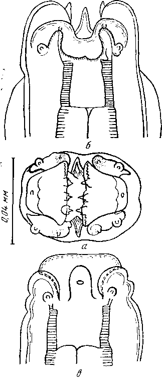 Cyrnea (Procyrnea) leptoptera (Rudolphi, 1819) Chabaud, 1958 (по Шабо, 1958)