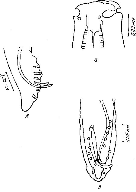 Cyrnea (Procymea) aegotheles (Johnston et Mawson, 1941) (по Джонстону и Маусон, 1941)