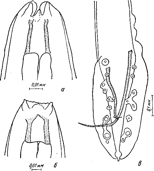 Cyrnea (Procyrnea) asymmetricum (Maplestone, 1932)