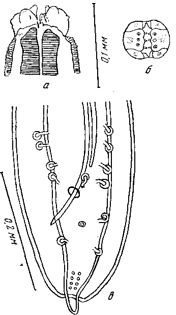 Cyrnea (Procymea) buckleyi (Bisseru, 1955) Chabaud, 1958