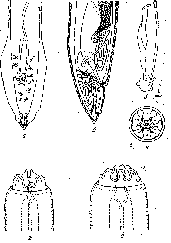 Cyrnea (Procymea) colaptes (Walton, 1923) Chabaud, 1958: (по Уолтону, 1923)