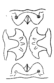 Cyrnea (Procyrnea) ficheuri ficheuri(Seurat, 1916) Chabaud, 1958, Sobolev, 1961