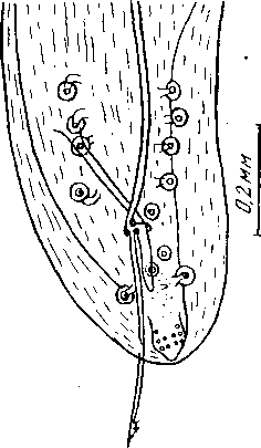 Cyrnea (Procyrnea) ficheuri elanii (Ortlepp, 1938) Chabaud, 1958 (по Ортлеппу, 1938)